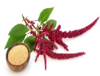Semillas y planta de amaranto, ingrediente clave