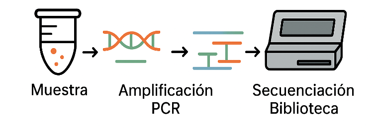 Diagrama de flujo de secuenciación: Muestra, Amplificación PCR, Secuenciación Biblioteca.