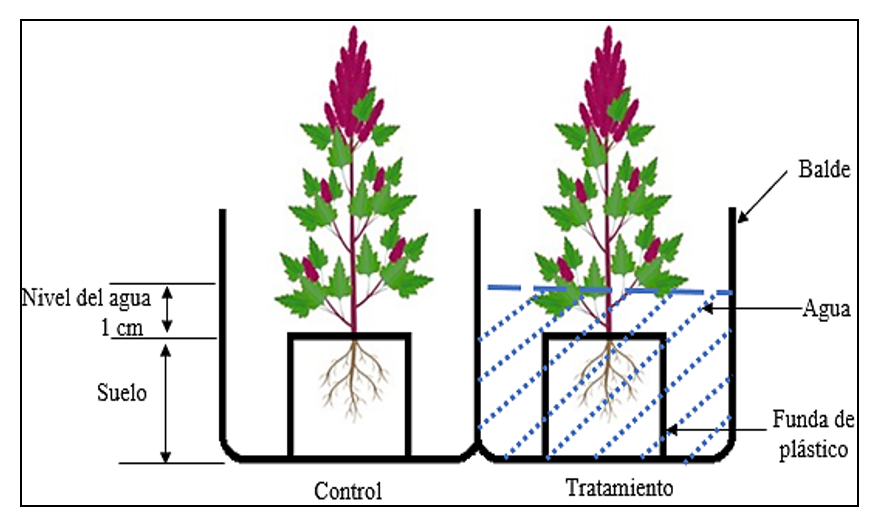 Esquema del procedimiento de anegamiento en el cultivo de quinua